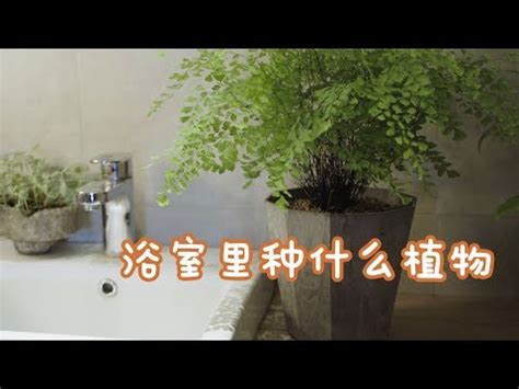 廁所養植物|8大適合浴室的植物：讓綠意點亮您的衛浴空間